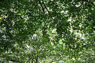 《幻耀的羽毛》Steam试玩发布 纵深卷轴3D射击